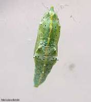Crisalide di Pieris brassicae