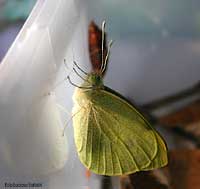 Pieris brassicae appena nata