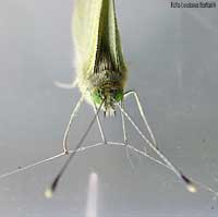 Pieris brassicae