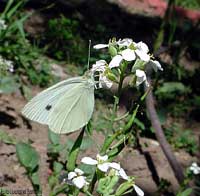 farfalla Pieris brassicae