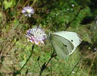 Pieris brassicae