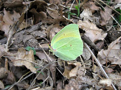 Gonepteryx cleopatra