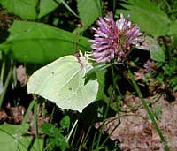 Genepteryx Rhamn, la Cedronella