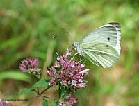 Pieris napi