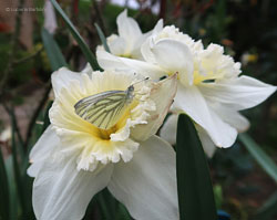 Pieris napi