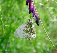 Farfalla Anthocharis cardamines femmina