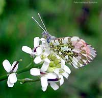 Farfalla Anthocharis cardamines