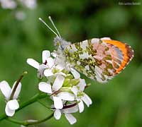 Pieride Anthocharis cardamines maschio