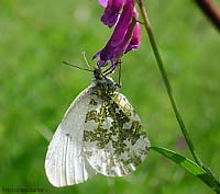 Femmina di Anthocharis cardamines