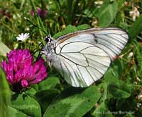 Pieride del biancospino - Aporia crataegi