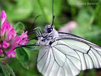 Aporia crataegi, Pieride del biancospino Aporia crataegi, Pieride del biancospino