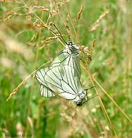 Aporia crataegi in accoppiamento