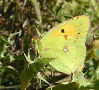 Colias crocea