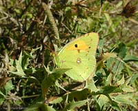 Pieride: Colias crocea