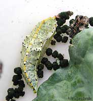 Crisalide di Pieris brassicae