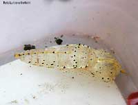 Crisalide vuota di Pieris brassicae