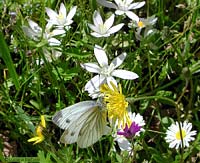 Pieris napi su fiore