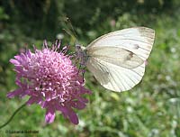 Pieris brassicae su fiore