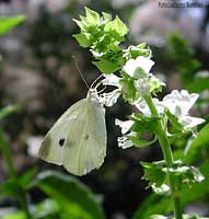 Pieride: Pieris Brassicae - Cavolaia maggiore-