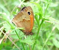 Nymphalidae satyrinae