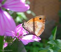 satiride su un fiore di malva