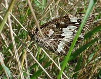 Hipparchia fagi