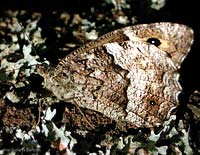Hipparchia semele