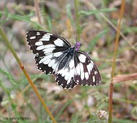 Melanargia galathea farfalla bianco nera