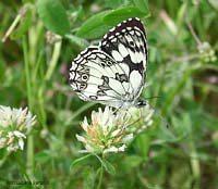  Melanargia galathea chiusa