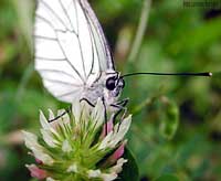 Pieride Aporia crataegi