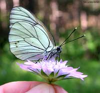 farfalla Aporia crataegi farfalla Aporia crataegi