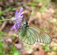 Aporia crataegi Aporia crataegi