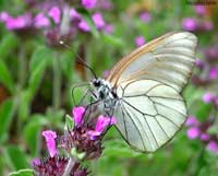 Farlalla Aporia crataegi