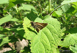 Farfalla Hesperiidae
