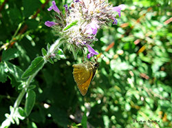 Ochlodes sylvanus