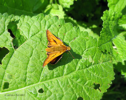 Ochlodes sylvanus