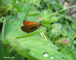 Ochlodes sylvanus