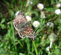 Pyrgus malvae