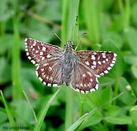 Pyrgus malvae