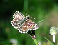 Pyrgus malvae