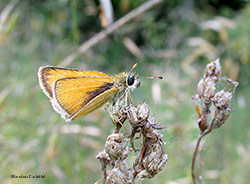 Farfalla Hesperiidae