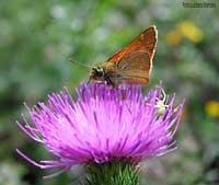 Farfalla Hesperiidae Ochlodes sylvanus