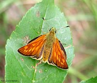 Hesperiidae con le ali arancioni macchiettate