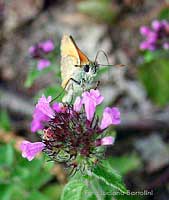 Esperide: Ochiodes sp.