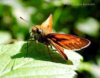 Hesperiidae arancione