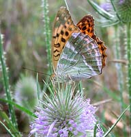 Farfalla Argynnis paphia - arginnide Farfalla Argynnis paphia - arginnide