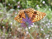 Argynnis paphia vista da sotto