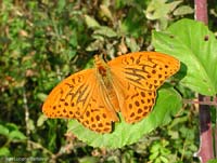 Argynnis paphia - arginnide Ninfalidi:Argynnis paphia - arginnide