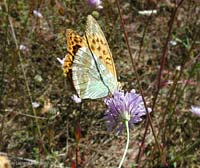 Argynnis paphia - arginnide Argynnis paphia - arginnide