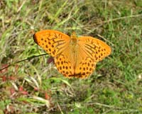 Farfalla Ninfalide Argynnis paphia